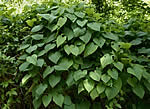 wild yam